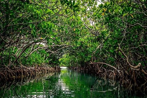 Exploring the Enchanting Andaman and Nicobar Islands 6 Baratang Island Andaman and Nicobar Islands India