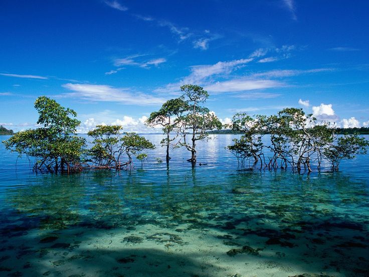 Exploring the Enchanting Andaman and Nicobar Islands 10 Great Nicobar Island